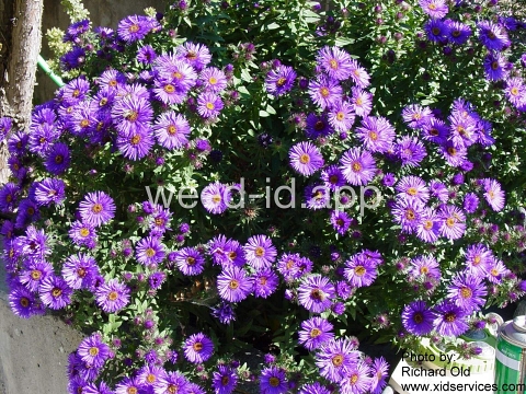 aster, New England